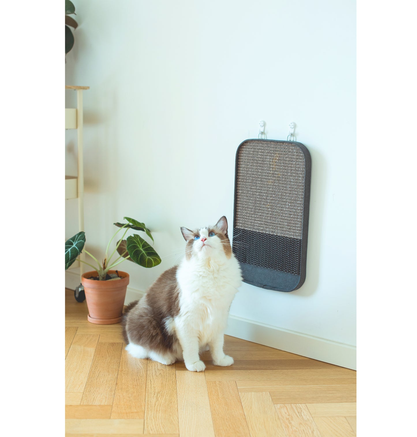 Catry 2-in-1 Scratching Pad
