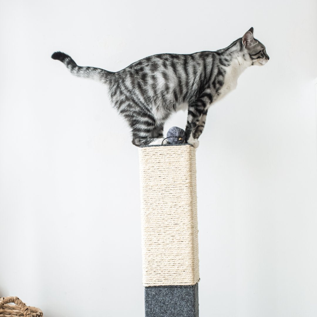 Natural Minimalist Cat Scratching Post